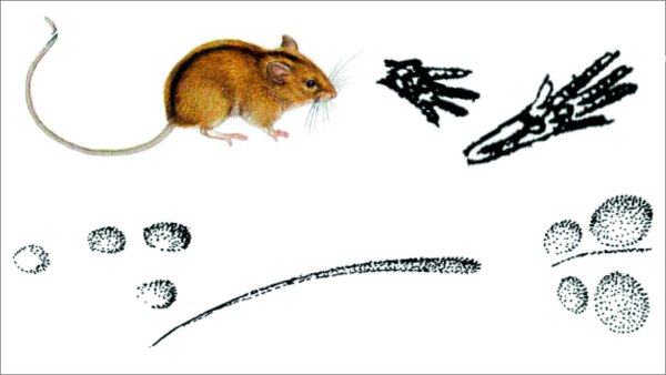 Следы Лесной мыши