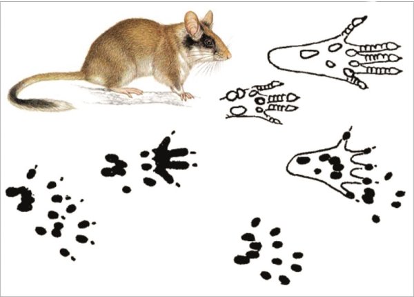 Следы лесных зверей