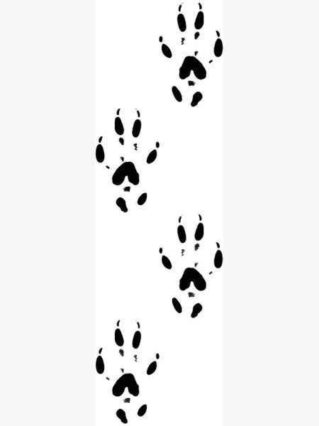 Отпечатки крысиных лап