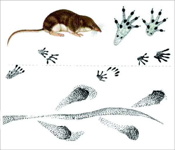 Следы животных севера