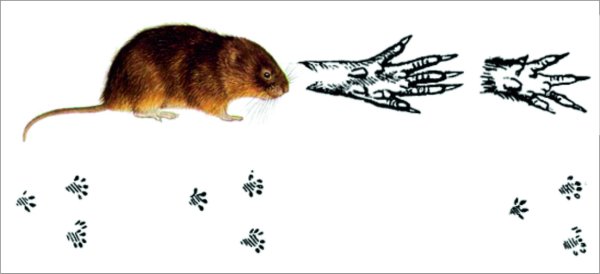 Водяная полевка следы