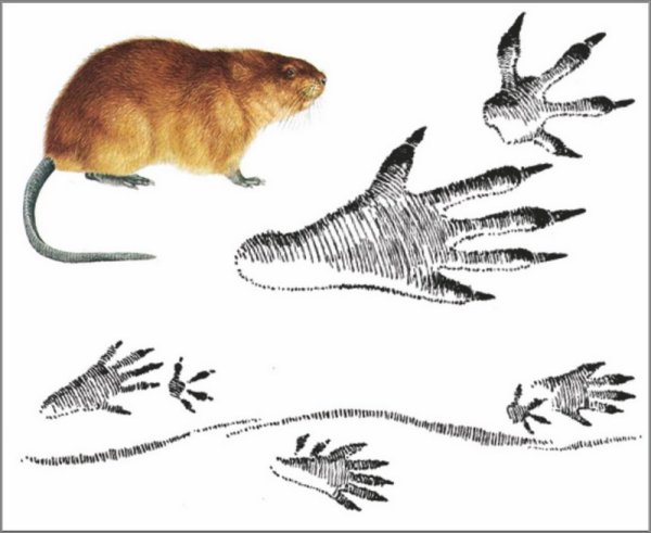 Следы ондатры