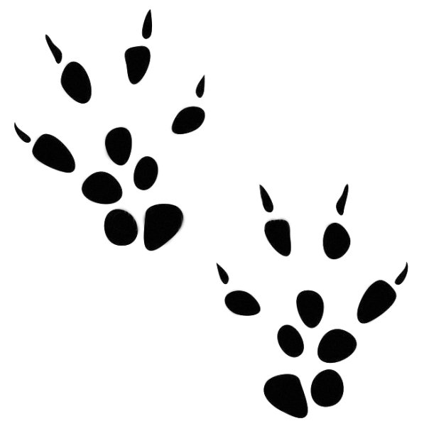 Мышиные следы