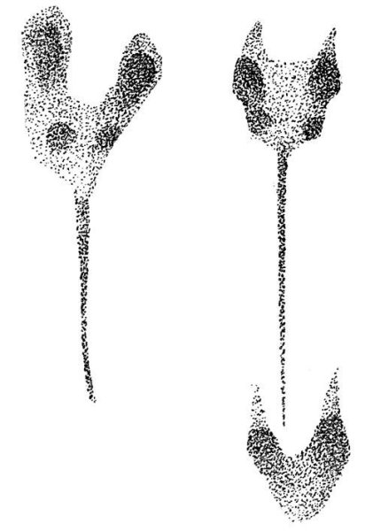 Следы на снегу мыши полевки