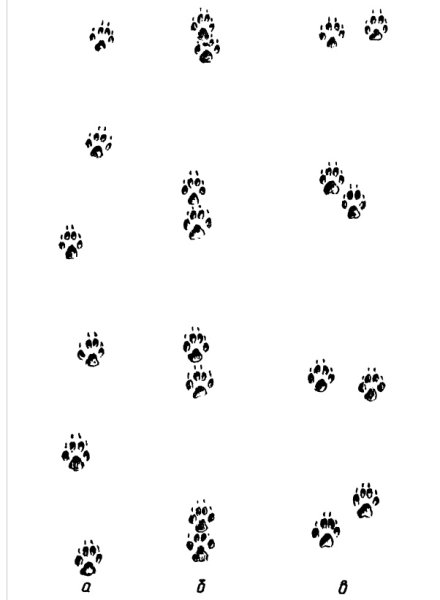 Следы мышки на снегу