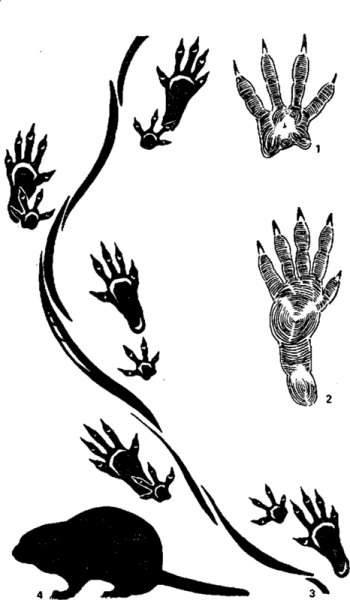 Ондатра следы лап