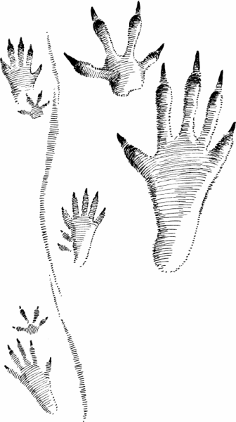 Следы ондатры