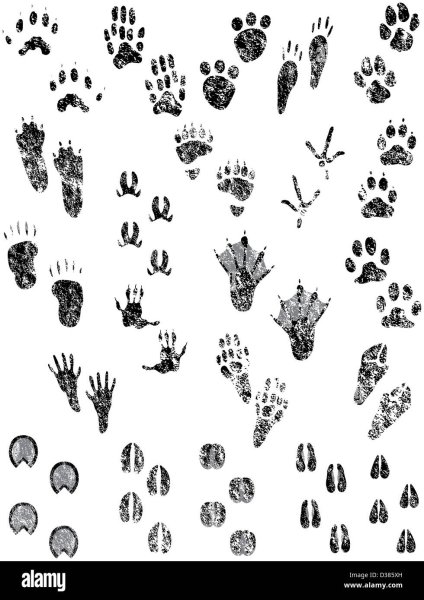 Следы животных на земле