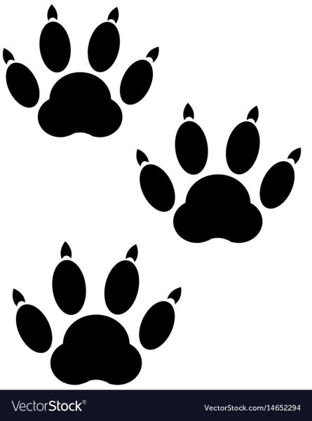 Отпечаток лапы мыши