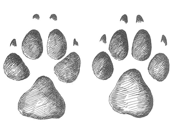Отпечаток следа лапы волка
