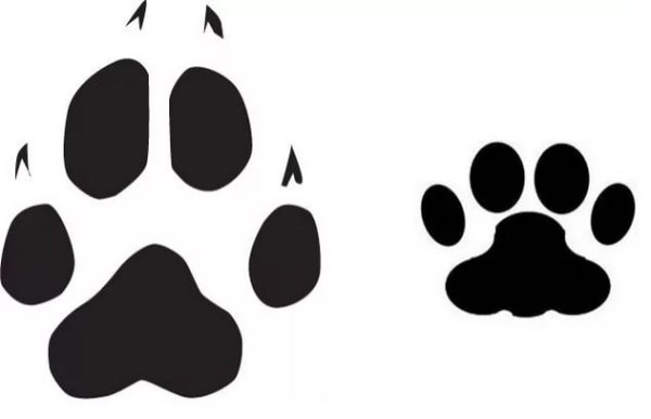 Отпечатки лап собаки и кошки