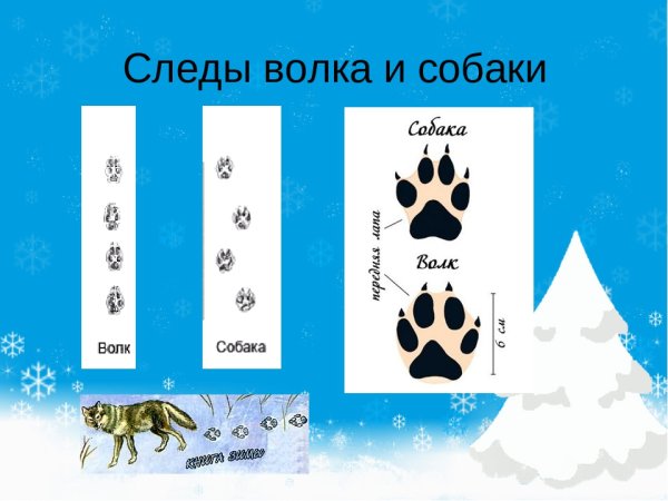 Следы волка и собаки отличие на снегу