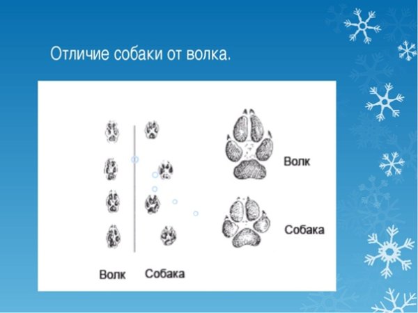 След волка и собаки отличия
