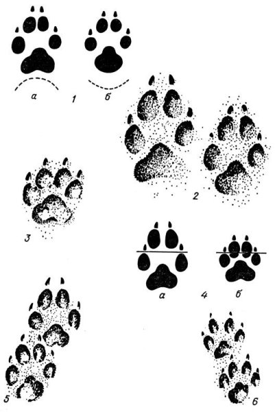 Отпечаток следа лапы волка