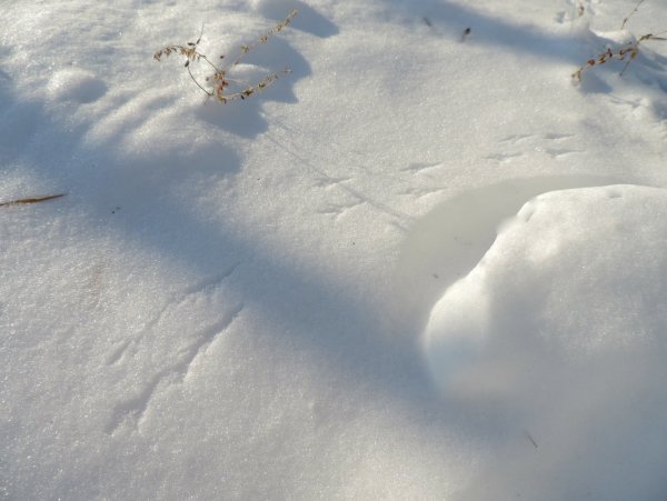 Следы синицы на снегу