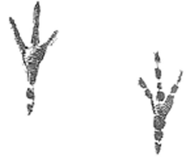 Следы свиристеля