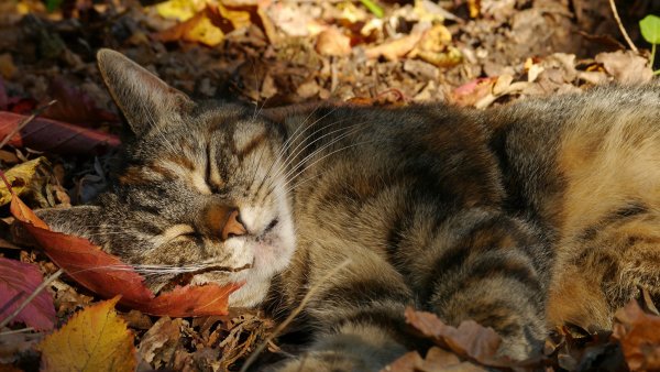 Кот в листьях