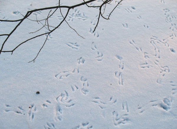Следы зимующих птиц на снегу