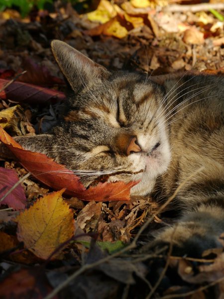 Коты и осень