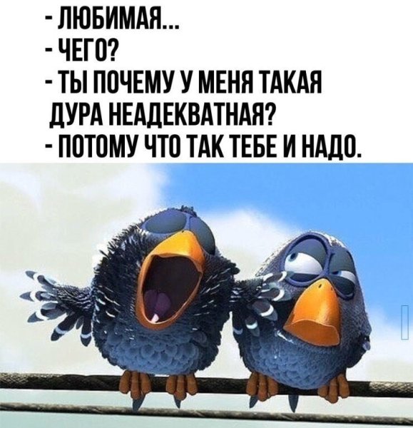 Прикольные стишки про птичек