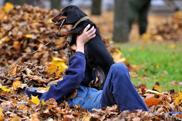 Человек в листве