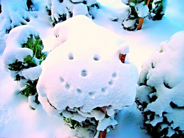 Доброе утро Снежная зима