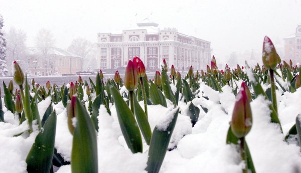 Тюльпаны в снегу