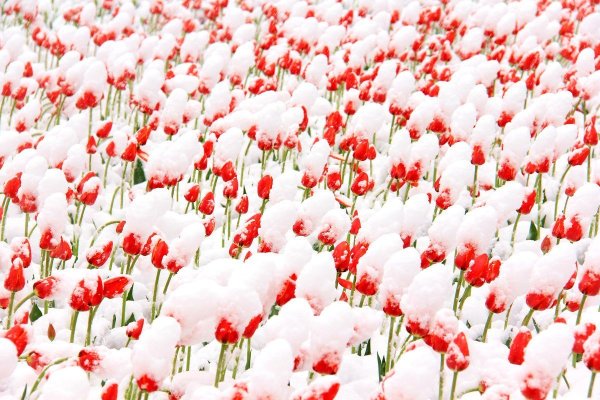 Тюльпаны в снегу