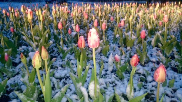 Обои на рабочий стол тюльпаны в снегу