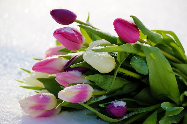 Тюльпаны зимой