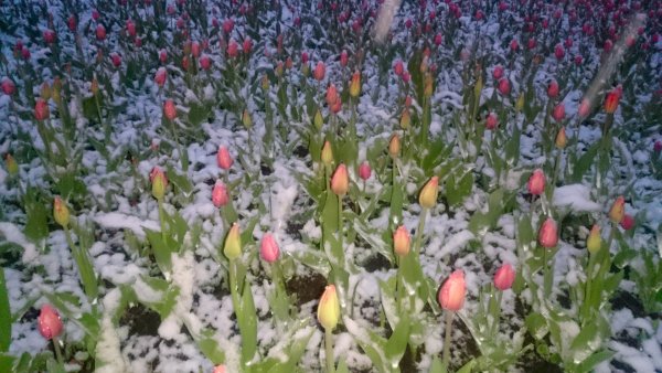 Нидерланды тюльпаны в снегу