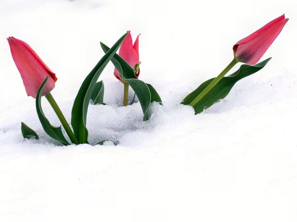 Белые тюльпаны на снегу
