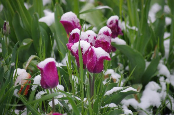 Весна тюльпаны снег