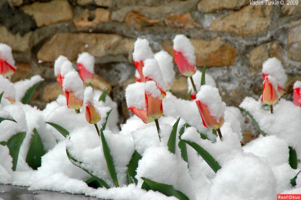 Весна тюльпаны снег