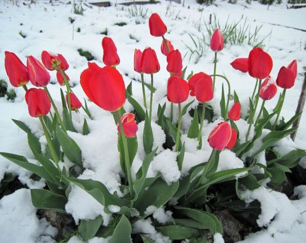 Тюльпаны в снегу