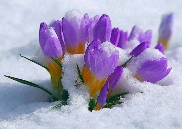 Первоцветы в снегу