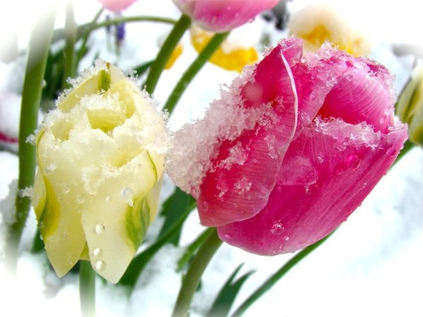 Тюльпаны засыпало снегом