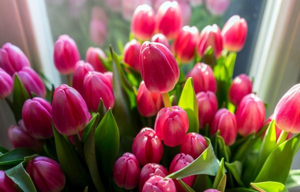 Розовые тюльпаны