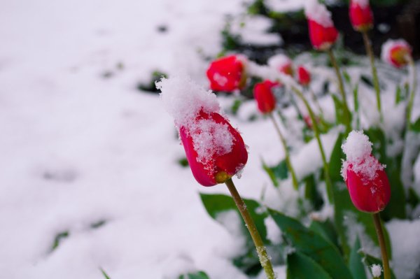 Тюльпаны в снегу на обложку