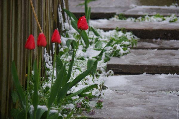 Тюльпаны под снегом