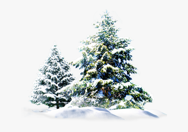 Елка в снегу на прозрачном фоне