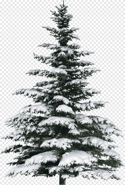 Зимняя елка на прозрачном фоне