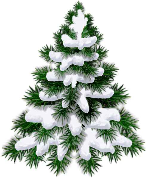 Ель на белом фоне