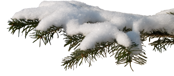 Еловая ветка в снегу на прозрачном фоне
