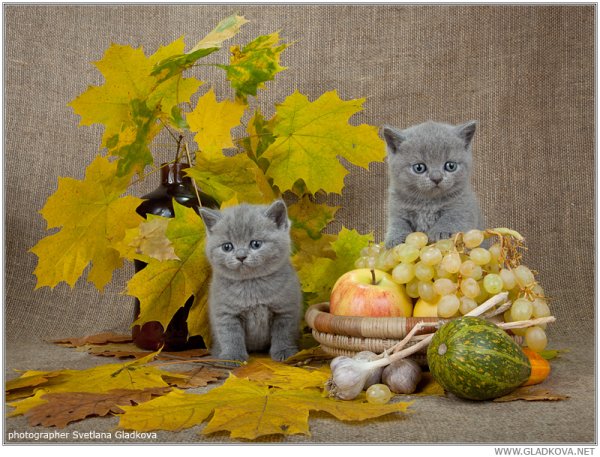 Осенних выходных и отличного настроения