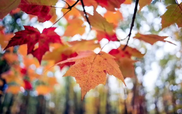 Тёплая осень