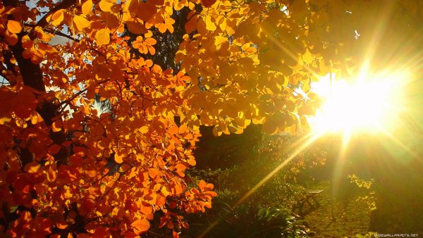 Осень солнце