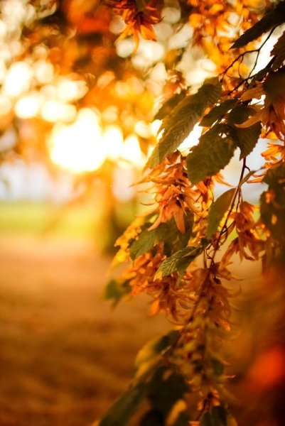 Осень солнце