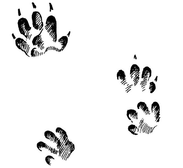 Следы ежа для детей