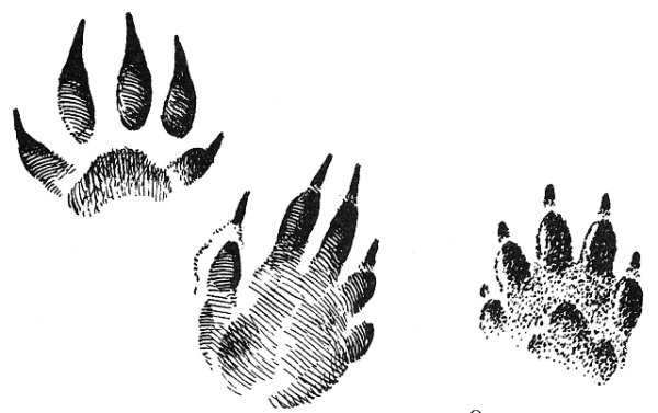 Степной хорь следы